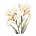Pastel Beige Iris Eucalyptus: Botanical Wedding Illustration
