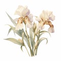 Pastel Beige Iris Eucalyptus Watercolor Illustration