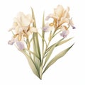 Pastel Beige Iris Eucalyptus Watercolor Illustration