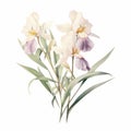 Pastel Beige Iris Eucalyptus Watercolor Illustration