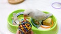 A pastel blue Fischer`s Lovebird standing on top of a green tray filled with toys, inspecting at a rattan ball