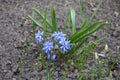 Pastel blue flowers of two-leaf squill in April