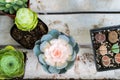 Pastel cactus in the pot top view on the wooden table backgrounds. spring flower concept Royalty Free Stock Photo