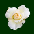 Pastel color aged orange white rose blossom macro on green background Royalty Free Stock Photo