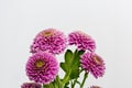 Pastel bunch of pink chrysanthemum blossoms macro on white background with green leaves Royalty Free Stock Photo