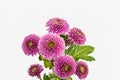 Bunch of pink chrysanthemum blossoms macro on white background with green leaves Royalty Free Stock Photo