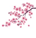 Pastel color cherry blossom. vector illustration. japan sakura