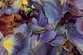 Pastel color collage of tulip petals, macro of a bed of petals seen from the top in vintage painting