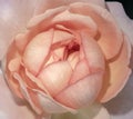 Pastel color image of a single  orange pink rose blossom, black background, Royalty Free Stock Photo