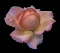 Pastel color fine art still life macro of a single isolated orange pink yellow rose blossom Royalty Free Stock Photo