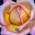 Pastel color macro of a white pink yellow rose blossom Royalty Free Stock Photo