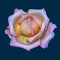 Macro of a single isolated white pink yellow rose blossom, blue background Royalty Free Stock Photo