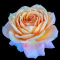 Pastel color fine art macro of a single isolated flowering rose on black Royalty Free Stock Photo