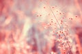 Pastel color grass flower soft focus nature background Royalty Free Stock Photo