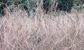 Pastel color grass flower soft focus nature background. Royalty Free Stock Photo
