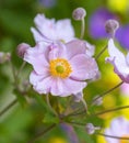 Pastel color outdoor bright pink autumn anemone blossom with buds taken on a sunny day