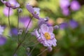 Pastel color impressionistic blooming pink autumn anemone blossom with buds taken on a sunny summer day