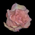 Pastel color still life macro portrait of a single isolated pink white rose blossom on black Royalty Free Stock Photo