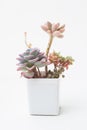 Flower Echeveria Shallot Succulent in white plastic pot on white background