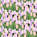 Pastel color tulip floral seamless pattern Royalty Free Stock Photo