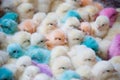 Pastel-colored baby chicks