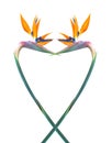 Pastel colored bird of paradise flower heart shape design on white background Royalty Free Stock Photo