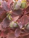 Pastel colored cactus