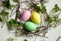 Pastel colored Easter eggs in nest and spring blooming branches on white background Royalty Free Stock Photo