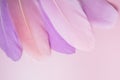 Pastel colored feathers on pink background