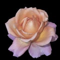 Pastel colored fine art still life macro of a single isolated orange pink violet rose Royalty Free Stock Photo