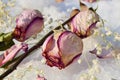 Pastel colored roses withered in the snow with scattered petals. Close-up. selective focus. Royalty Free Stock Photo