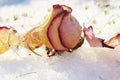 Pastel colored roses withered in the snow with scattered petals. Close-up. selective focus. Royalty Free Stock Photo