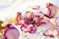 Pastel colored roses withered in the snow with scattered petals. Close-up. selective focus. Royalty Free Stock Photo