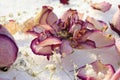 Pastel colored roses withered in the snow with scattered petals. Close-up. selective focus. Royalty Free Stock Photo