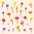 Pastel colored set of watercolor daises or gerberas isolated on beige or peach background