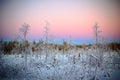 Pastel-colored sky over winterly forest in Northern Sweden