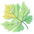 Light green grape leave in dew drops flat style vector.