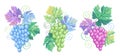 Pastel colors pink, blue, green bunches of grape vector collection set. Leaves, berries and vine on white. For wine bar