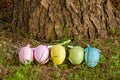 Pastel Coloured Easter Eggs in a Row Beahind a Tree Trunk Royalty Free Stock Photo