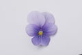 Isolated mauve purple viola pansy on white background