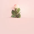 Pastel delicate background with pink one rose. Top view Royalty Free Stock Photo