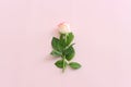 Pastel delicate background with pink one rose. Top view Royalty Free Stock Photo