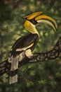 Pastel drawing - Great Indian Hornbill Royalty Free Stock Photo