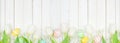 Easter eggs and white spring tulip flower bottom border against a white wood banner background Royalty Free Stock Photo