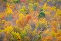 Pastel Fall Colors of trees turing from green to red, yellow and orange