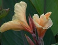 Pastel flower, pink orange stick sprouting among its large green leaves wet by the rain Royalty Free Stock Photo