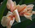 Pastel flower, pink orange stick sprouting among its large green leaves wet by the rain Royalty Free Stock Photo