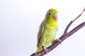 Pastel Green Forpus Bird