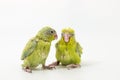Pastel Green Forpus Bird Chick