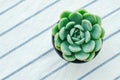 Pastel Green Rosette flowering Plant Echeveria Succulent